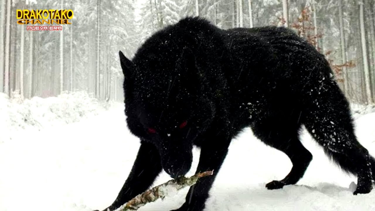 cual es el lobo mas grande