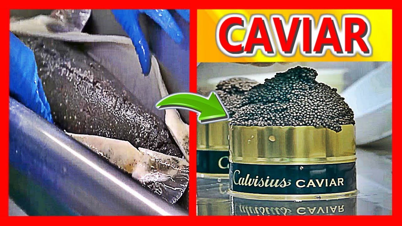 el caviar más caro del mundo