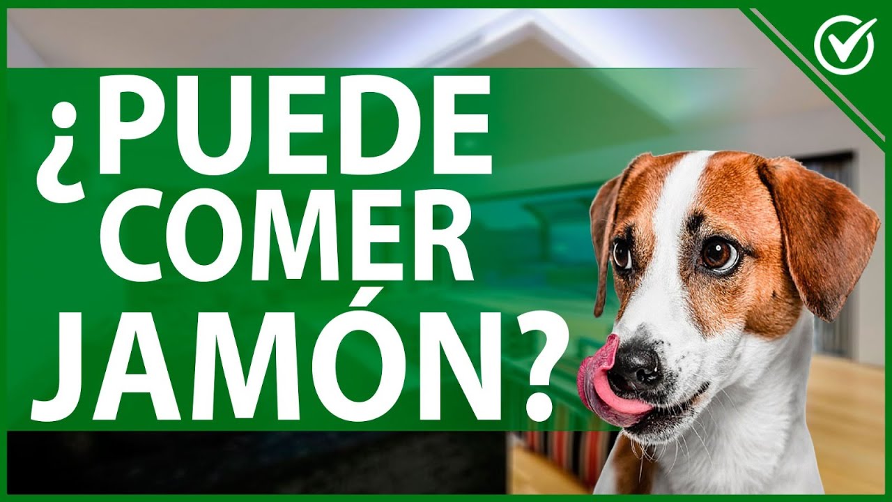 es bueno el jamon para los perros