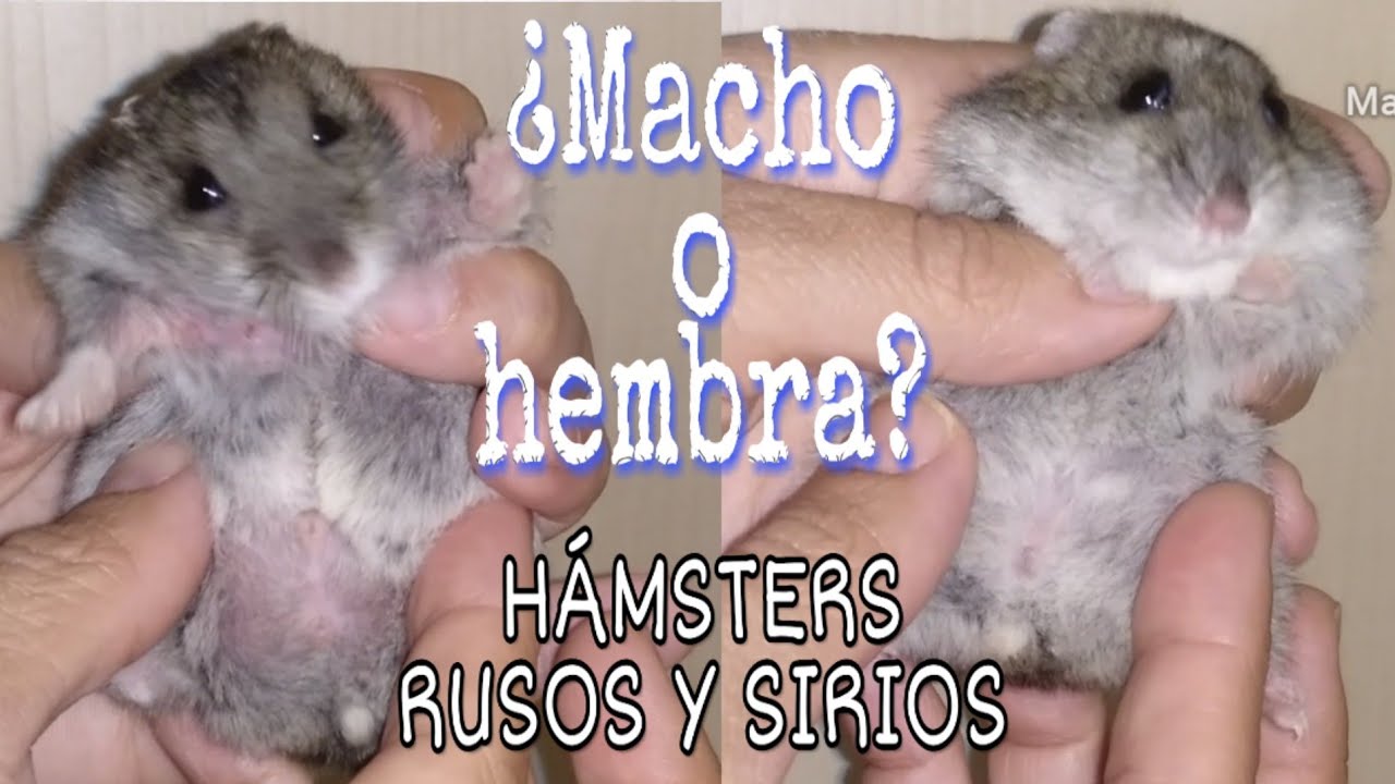 como saber si es macho o hembra un hamster