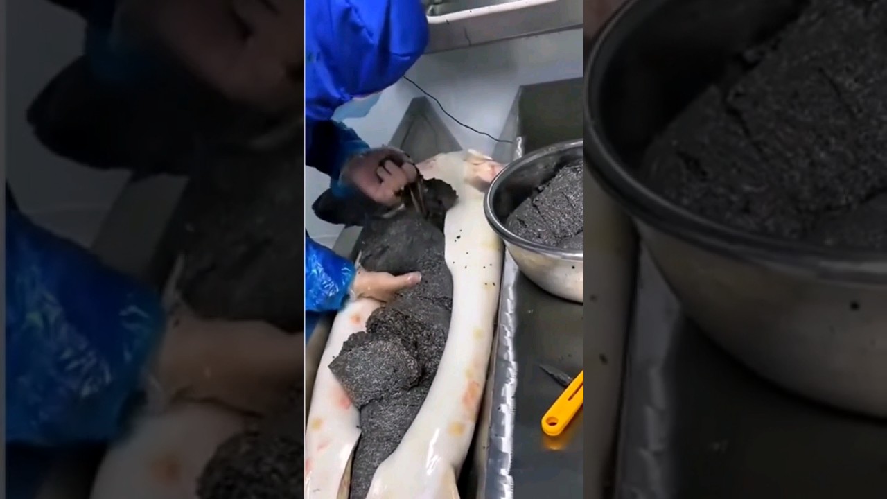de que pez sale el caviar