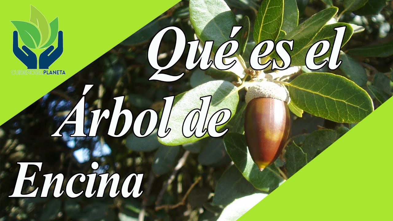 fruto del roble y la encina