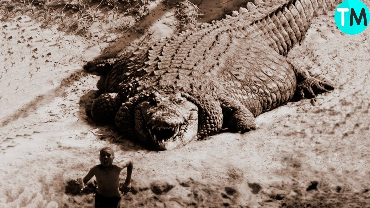 el cocodrilo mas grande del mundo