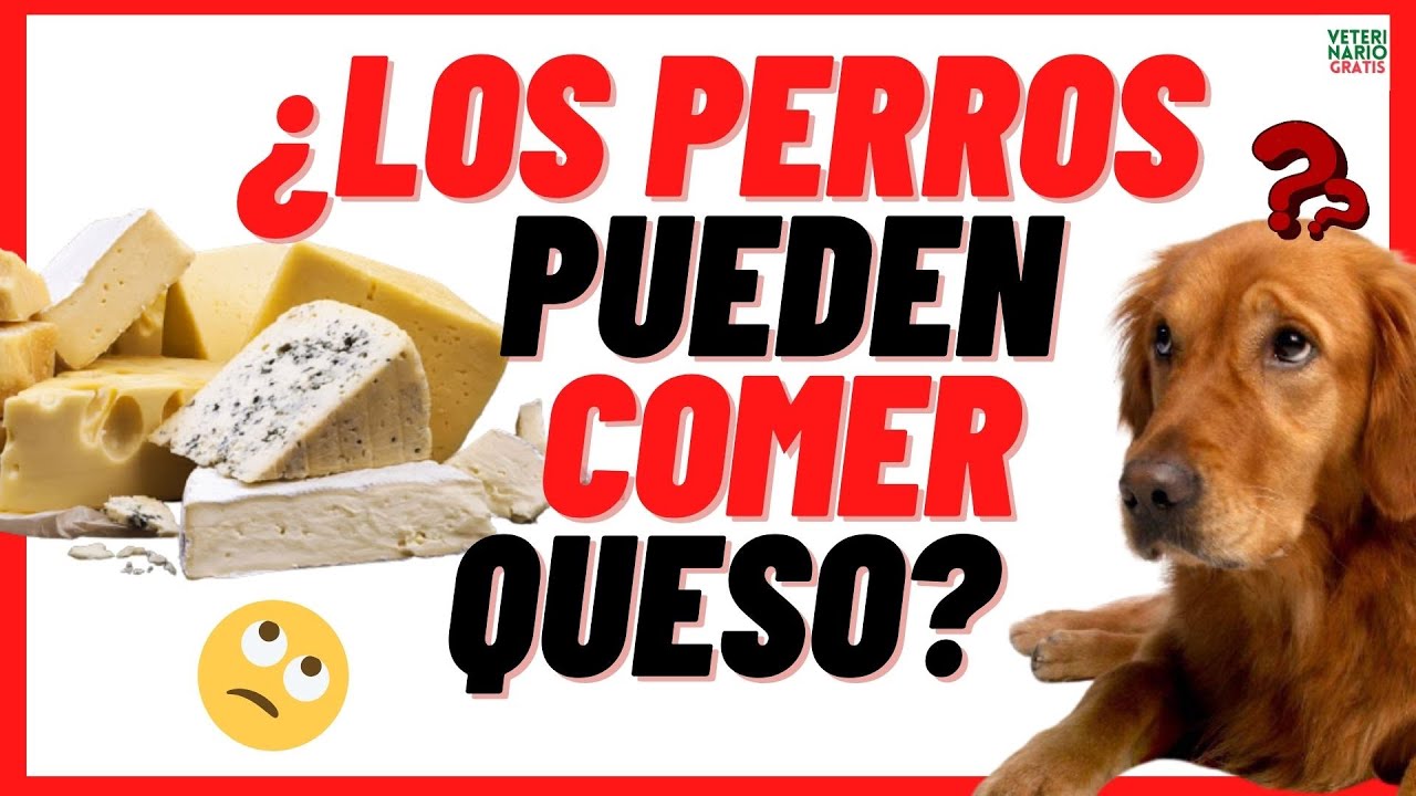 el queso es bueno para los perros