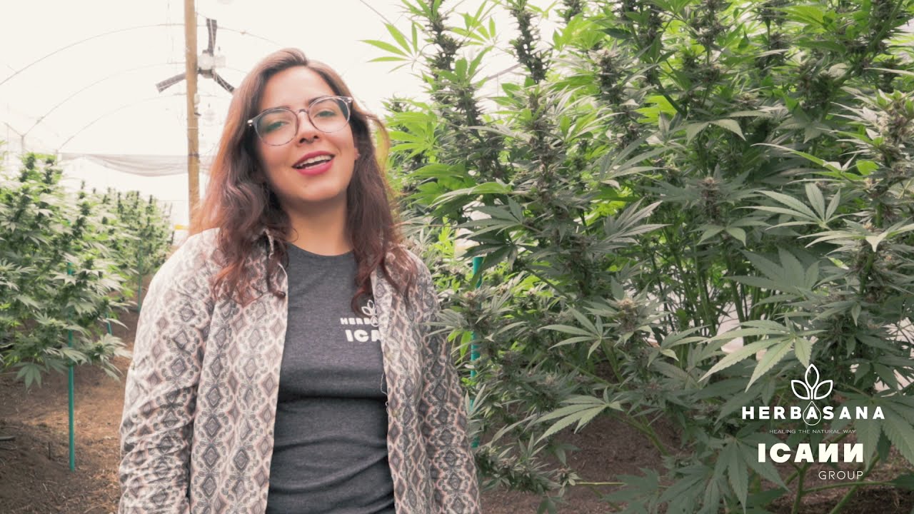 manchas blancas en las hojas de marihuanas
