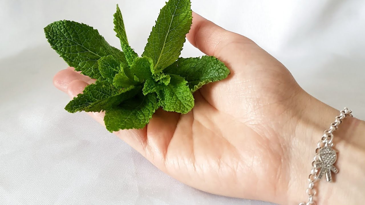 se puede congelar la menta fresca