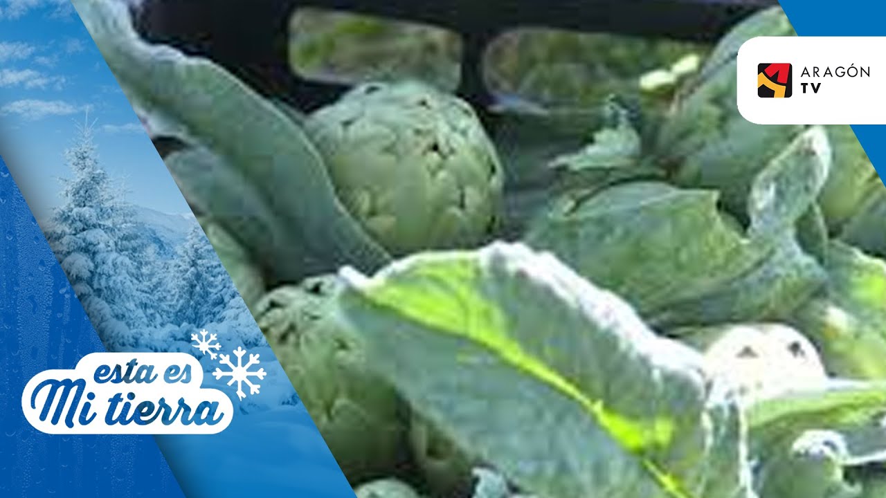 cuando es la epoca de las alcachofas