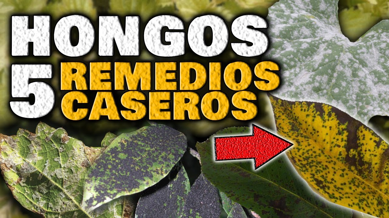 manchas blancas en las hojas de las plantas