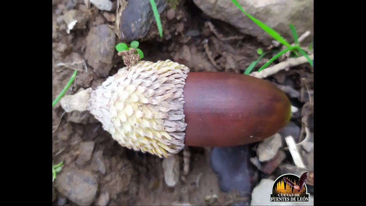cual es el fruto del alcornoque