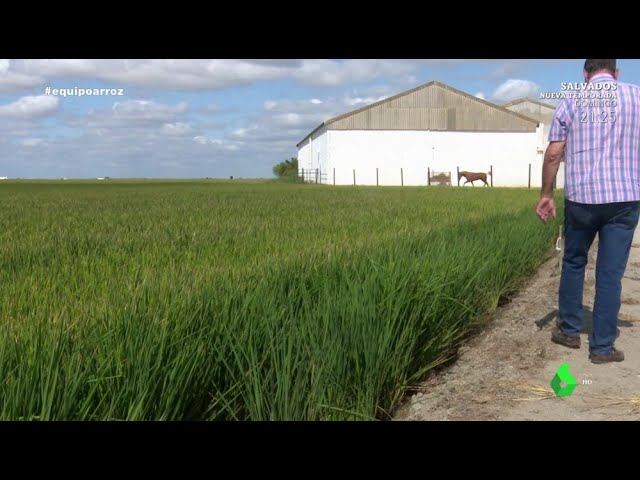 donde se cultiva mas arroz en españa