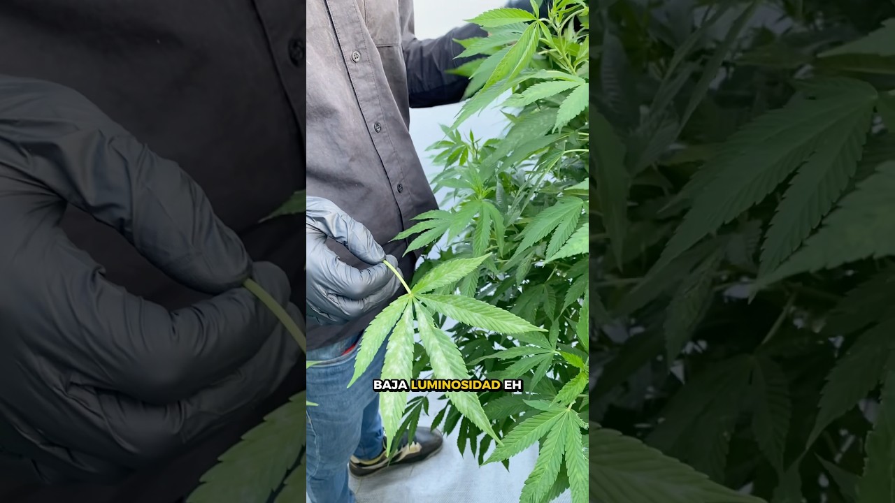 manchas en las hojas de marihuanas