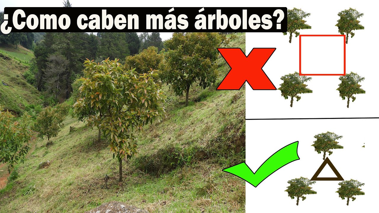 cuantos árboles caben en una hectárea