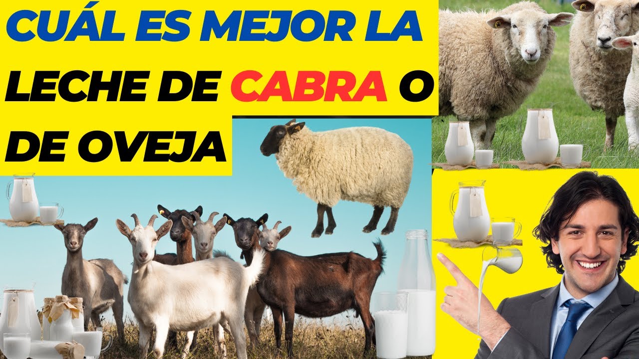 la leche de oveja tiene lactosa