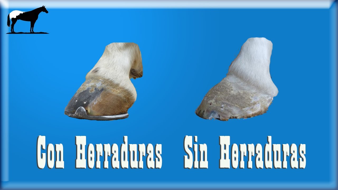 porque se le ponen herraduras a los caballos