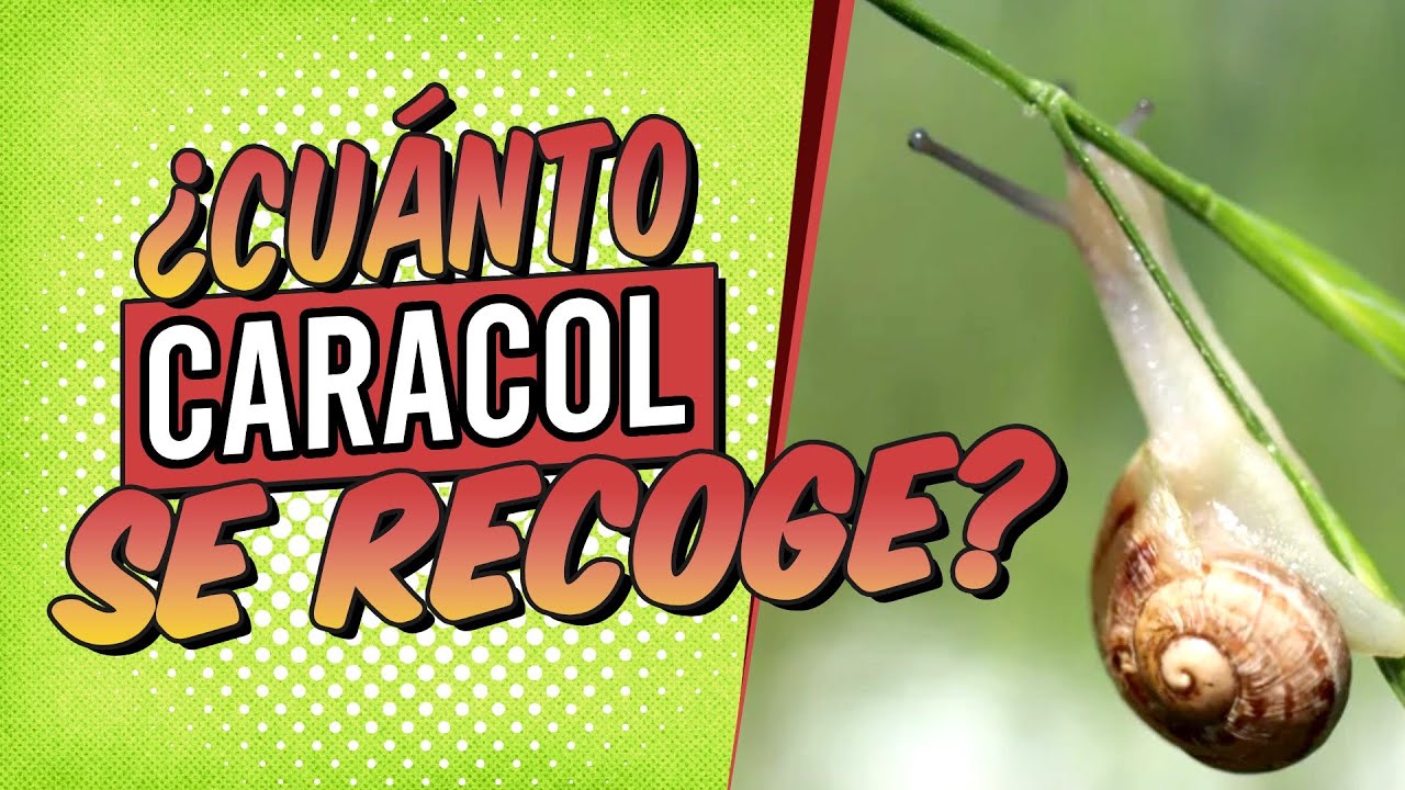 cuantos caracoles entran en un kilo