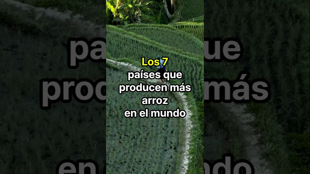 mayor productor de arroz de europa